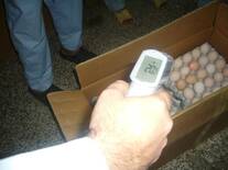 Hatching eggs temperature with Infra red thermometer in hatchery.