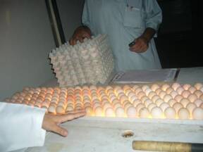 Candling of hatching eggs at hatchery