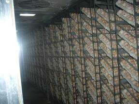 Setter view of a commercial hatchery