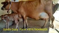 Jersey cow for sale