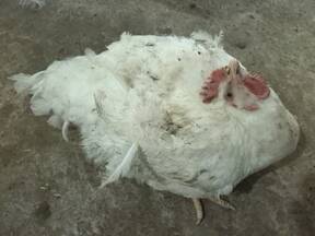 Poultry Diseases