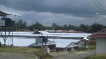 Sukamulya 1 Farm Broiler breeders
