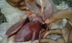 Poultry liver