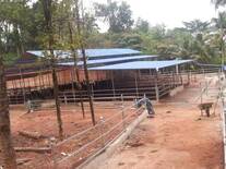 Freestall shed for 48 cows