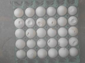 Thin shell eggs ,easily cracked