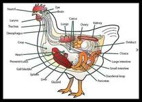 About Poultry Digestive System.