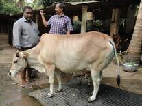 Vechur cows- local breed  of Kerala state India