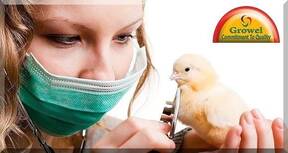 Poultry Health Management .