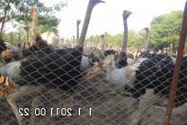 ostrich  parent