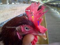 Avian Pox, Fowl Pox in Chickens