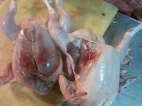 Bleeding in the pectoral and thigh