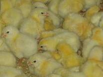 newly hatched chicks