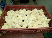 wait chicken