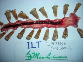 Lesion of Infectious Laryngotracheitis (ILT)