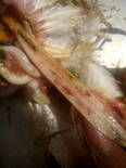 Hemorrhags in last portion of intestine