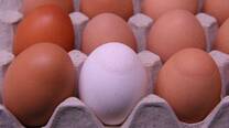 Egg Apex Abnormalities (EAA) caused by Mycoplasma Synoviae
