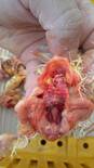 Air saculitis, mycoplasma, 1 day old chicks