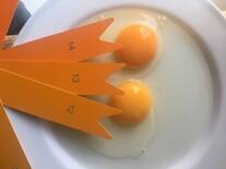 Determining egg yolk color