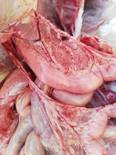 Hemorrhage on serosal surface and mesentery, broilers 23 day old
