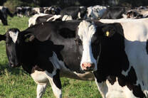Holstein Friesian Cattle