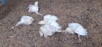 Slipped Tendons and Spraddle Legs in Broiler Birds aged 11 days