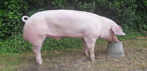 Belgian Landrace boar