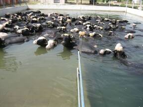 Buffaloes enjoing wallowing at ICAR-CIRB, sub campus, Nabha