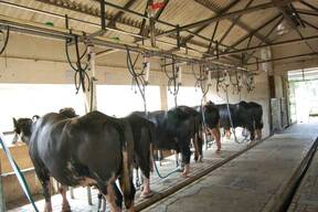 Machine milking of buffaloes at ICAR-CIRB, sub campus, Nabha