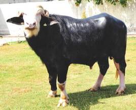 Nili Ravi bull for semen production at ICAR-CIRB, sub campus, Nabha
