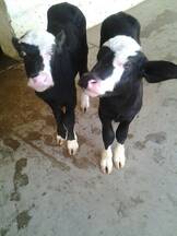 Typical Nili Ravi calves at ICAR-CIRB, sub campus, Nabha