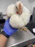 Inflammation of gizzard in large broiler birds