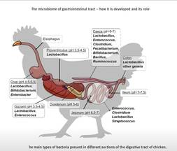 The microbiomeo of gastrointestinal