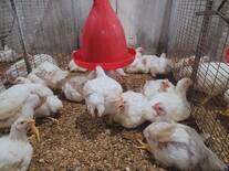 broiler heat stress