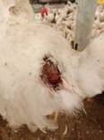 Thigh Skin Rupture in Broiler Breeder female