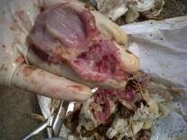 Proventricular Haemmorahges