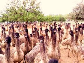 Emu Farming...the future is here