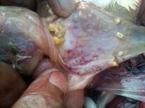 Proventriclus lisions