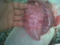 Fumonisin macroscopic lesions