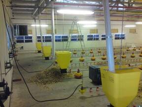 Feeding systems