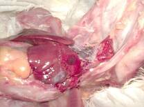 Mycoplasma synoviae and Escherichia Coli infection