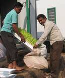 Dairy member collecting hydroponics fodder