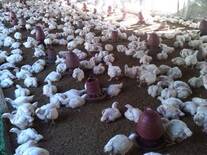 Broiler Flock