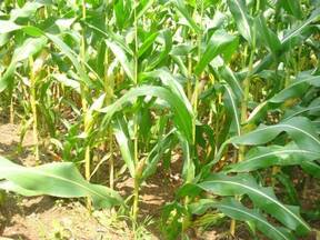 Maize Field