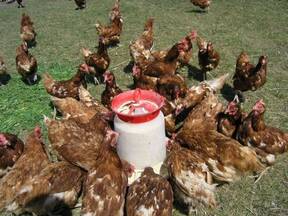 laying hens in free range system