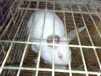 Rabbit production in Sohag Egypt