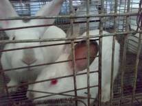 Rabbit production in Sohag Egypt