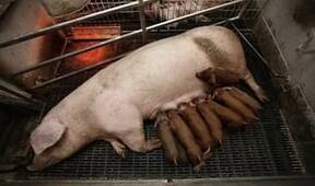 Sow Gestation Crates vs Open Housing