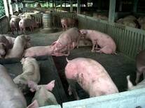Swine in Singburi