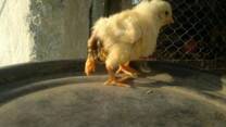 7 day old chicks