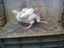 pygomelia in broiler